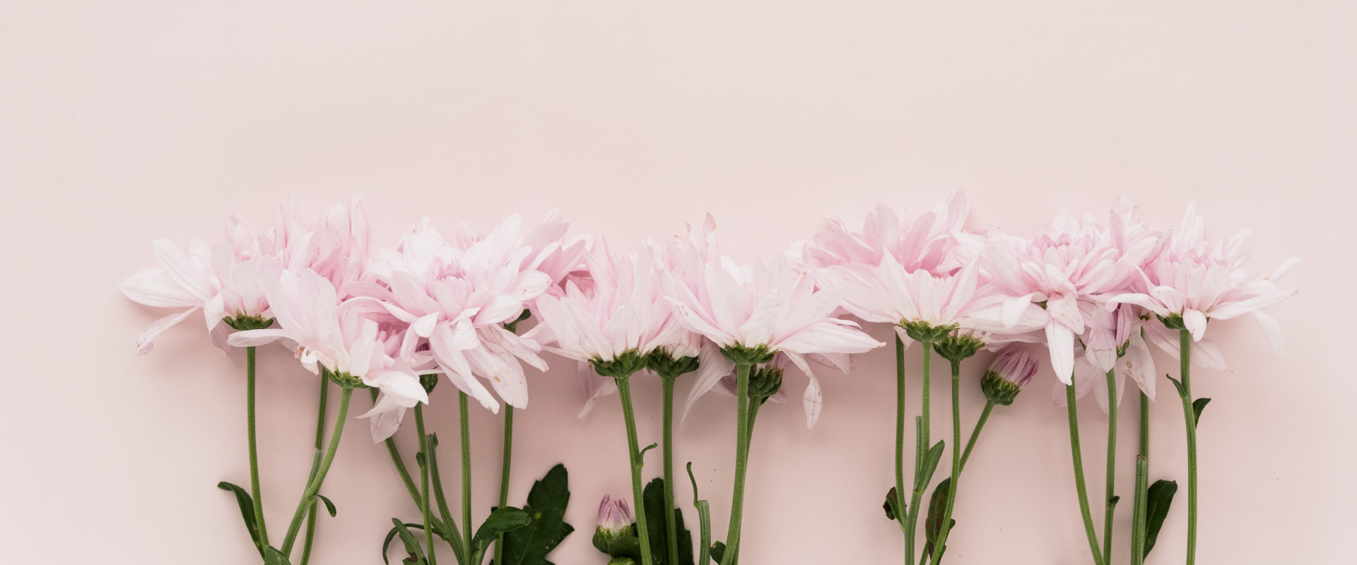 2 Flowers